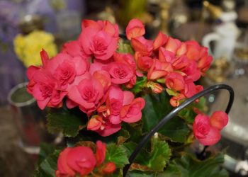 Bacanală de început de Florar la Jariștea Locantă